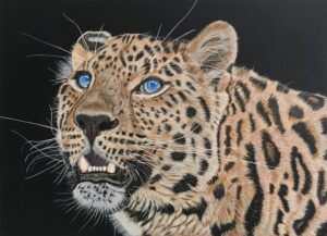 Amur Leopard