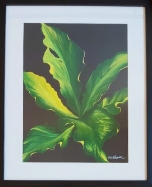 Plant series - Anthurium plowmanii